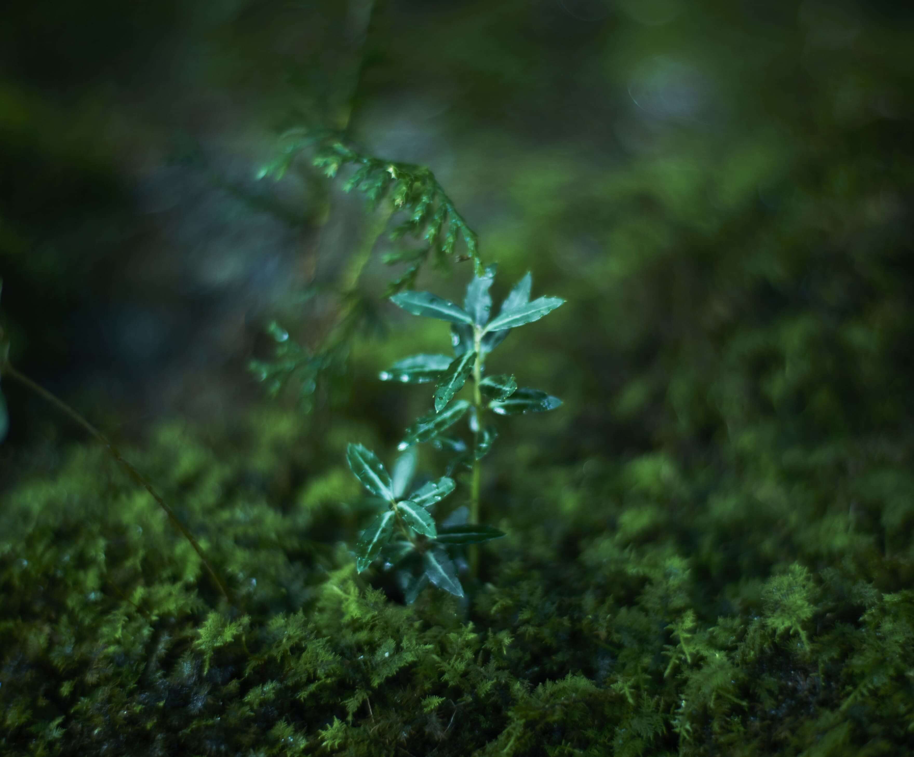 ふくよかな時間スライド画像